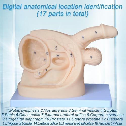 Catheter Training Model Set, Male and Female Urinary Anatomy Models with Digital Markings, PVC Teaching Models for Nursing Education and Skills Practice