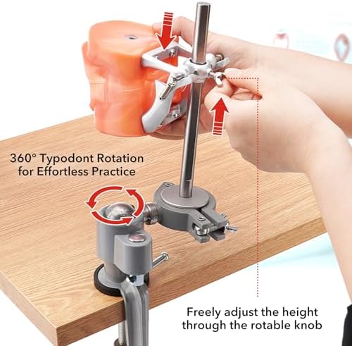 PER4MANCE Dental Typodont Mounting Pole Set (32 Removable Teeth Model Included) - 360° Rotating | Compatible with Kilgore, Columbia, Nissin, and Frasaco| Ideal for Education and Training