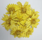 Premium Perfume Lotus Dried Natural Flowers Tea Whole Flower | Non GMO, Caffeine-free | 1oz(28g)