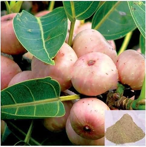 Arasam Pazham Powder 100g | Peepal Tree Fruit Powder | Ficus religiosa | Sacred Fig Powder