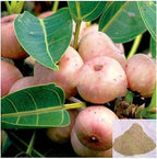 Arasam Pazham Powder 100g | Peepal Tree Fruit Powder | Ficus religiosa | Sacred Fig Powder