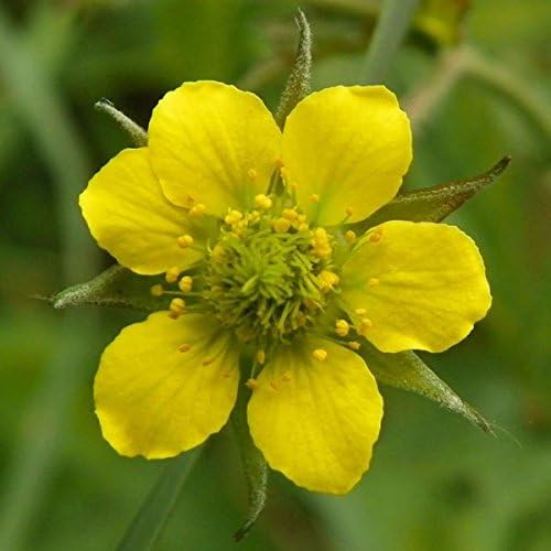 Palm Beach Medicinal Herbs - Avens (Geum urbanum) - Packet of 50 Seeds