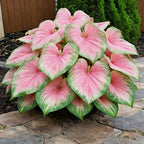 Premium Caladium Flower Plant Seeds, 100+ Mixed Caladium Seeds for Planting Outdoor, Non-GMO Heirloom Perennial Plants, Ideal for Garden Indoor Planting