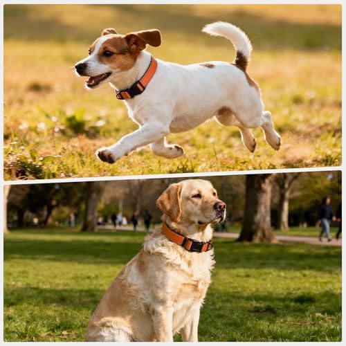 Reflective Dog Collar with Quick Release Buckle - Metal Ring - Adjustable Soft Neoprene Padded Basic Dog Collar for Small Medium Large Dogs (Orange, Medium :Width 1",Neck 13.8-19.6")