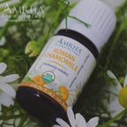 Organic Chamomile, Roman Essential Oil - Anthemis nobilis - 100% Pure Undiluted & Therapeutic Grade, Premium Quality Aromatherapy Oils, Tested & Verified - 3ML : AMRITA Aromatherapy