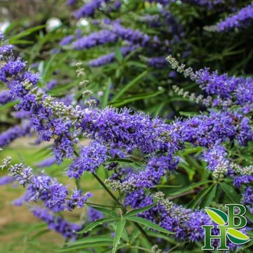Herb To Body Chaste Tree Berry Powder - 4oz, Wildcrafted Vitex Agnus-Castus Powder for Herbal Tea, Tinctures, and Traditional Botanical Preparations