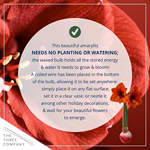 Waxed Amaryllis Bulb – Red Wax with Red Blooms – Live Holiday Gift Plant, Easy Care, No Watering Needed