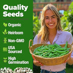 HOME GROWN Organic Cascadia Snap Pea Seeds 100+ Heirloom Non-GMO Seeds for Planting, High Germination, Sweet Edible Pods, Stringless Sugar Snap, Cool Season Garden, Containers (Pisum sativum)