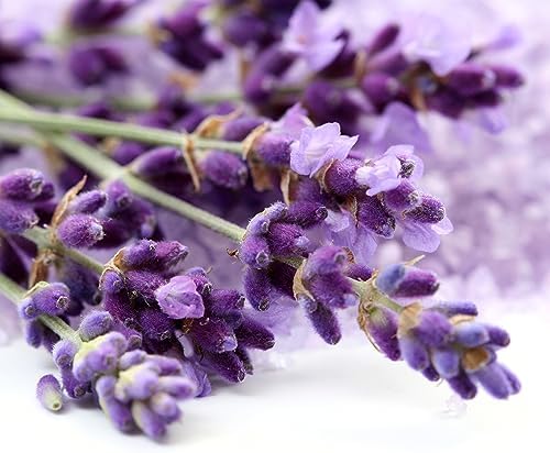 OliveNation Premium Lavender Extract from Natural Flavors, Light Floral Flavoring for Baked Goods, Beverages, Sauces, Non-GMO, Kosher, Vegan - 4 oz