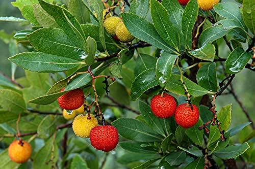 50+ Strawberry Tree Seeds - Arbutus unedo - Non-GMO Seeds, Grown and Shipped from Iowa. Made in USA