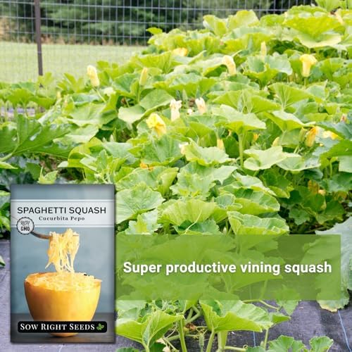 Sow Right Seeds - Spaghetti Squash Seeds for Planting - Non-GMO Heirloom Packet with Instructions to Plant and Grow an Outdoor Home Vegetable Garden - Roast and Enjoy Eating This Favorite Variety (1)