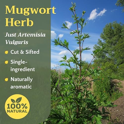 Mugwort Herb Tea - Dried Cut and Sifted Leaves Steams - Artemisia Vulgaris - Natural Mugwort Herbal Tea Loose Leaf Stem, Bulk 2 oz (56g)