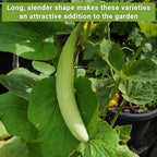 Sow Right Seeds - Armenian Yard Long Cucumber Seed Collection for Planting - Armenian Pale Green and Painted Serpent - Non-GMO Heirloom Packets with Instructions to Plant and Grow a Vegetable Garden