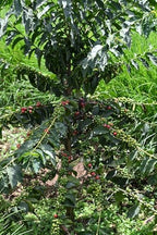 Kenya AA Grade Unroasted Green Arabica Coffee Beans from Kenyan Highlands - 100% Pure Arabica Coffee Beans With Optimal Flavor Freshness - Handpicked, Washed & Sun Dried - 10 LB