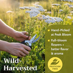 Dried Yarrow Flowers Tea - Natural Yarrow Flower Herb Bulk - Achillea Millefolium Herbs - Loose Leaf Cut and Sifted, 2oz