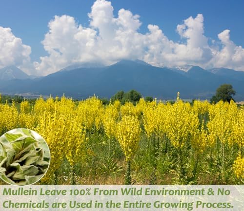 ULTHMOK Premium Mullein Leaf Tea,50 Tea Bags.for Lungs Cleanse and Respiratory Support, No Additives & Caffeine Free.