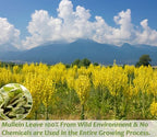 ULTHMOK Premium Mullein Leaf Tea,50 Tea Bags.for Lungs Cleanse and Respiratory Support, No Additives & Caffeine Free.
