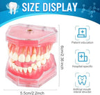 Standard Study Teaching Dental Model with All Removable Teeth - Soft Silicone Gel Gum and Bendable Teeth Typodonts for Students and Professionals - Ideal for Dental Education and Demonstrations