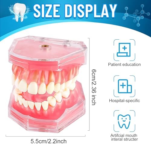 Standard Study Teaching Dental Model with All Removable Teeth - Soft Silicone Gel Gum and Bendable Teeth Typodonts for Students and Professionals - Ideal for Dental Education and Demonstrations