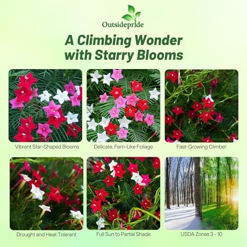 Outsidepride Mixed Cypress Vine Seeds - 100 Pcs Annual Flower Seeds with Nectar-Rich, Star-Shaped Flowers & Feathery, Fern-Like Leaves for Fences, Trellises, Pergolas & Vertical Gardens