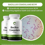 Natural Foundation Supplements Bacillus Coagulans Probiotic Supplement 240 Tablets 3 Billion CFU Probiotics for Men & Women Supports Intestinal Digestive & Gut Health (240, Bacillus Coagulans)