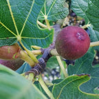 Fig 1 Gal. Brown Turkey Fig Plant