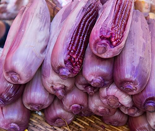 Rare Purple Popcorn Seeds for Planting - 50 Seeds to Grow This Exotic Edible Corn