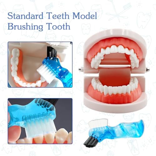 Dental Teeth Model with Denture Toothbrush, Standard Teeth Model Brushing Tooth, Denture Mouth Model Demonstration for Kids Dental Teaching Tools Study Supplies