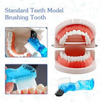 Dental Teeth Model with Denture Toothbrush, Standard Teeth Model Brushing Tooth, Denture Mouth Model Demonstration for Kids Dental Teaching Tools Study Supplies