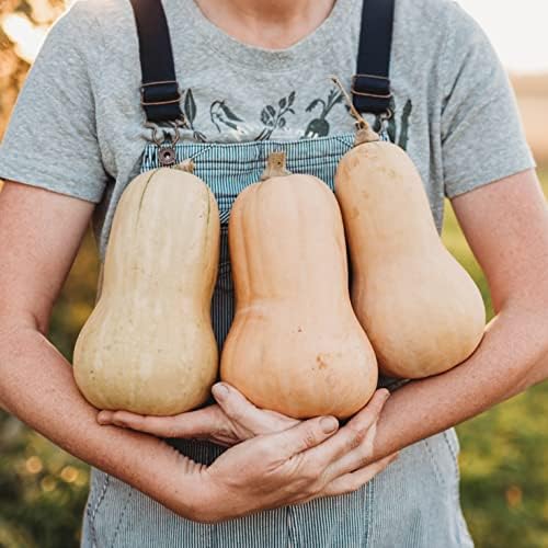 Waltham Butternut Squash - 25 Seeds - Heirloom & Open-Pollinated Variety, Non-GMO Vegetable Seeds for Planting in The Home Garden, Thresh Seed Company