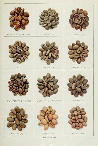 The Grocers Encyclopedia 1911 Coffee Beans Poster Print (18 x 24)