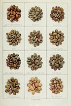 The Grocers Encyclopedia 1911 Coffee Beans Poster Print (18 x 24)