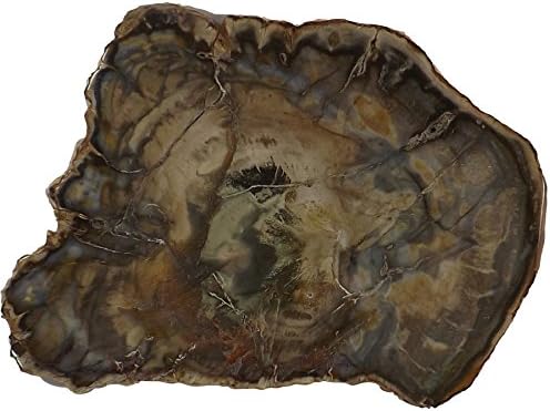 Petrified Wood Slab, a Polished Fossil Stone Tree Specimen Slice from Madagascar, Each Piece Different for a Unique Gift, Medium-Large 4-5" Size