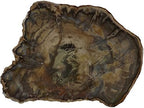 Petrified Wood Slab, a Polished Fossil Stone Tree Specimen Slice from Madagascar, Each Piece Different for a Unique Gift, Medium-Large 4-5" Size