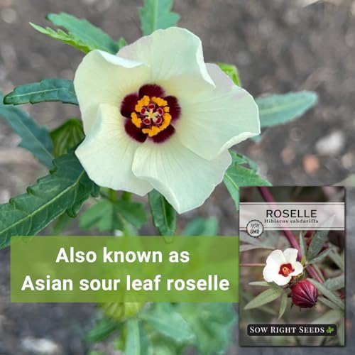 Sow Right Seeds - Roselle Seeds for Planting - Hibiscus Sabdariffa - Non-GMO Heirloom Variety - Tender Perennial - Edible Flowers for Homemade Syrup and Jam - Tropical Flower Garden (1)