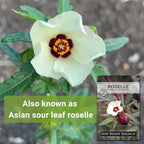 Sow Right Seeds - Roselle Seeds for Planting - Hibiscus Sabdariffa - Non-GMO Heirloom Variety - Tender Perennial - Edible Flowers for Homemade Syrup and Jam - Tropical Flower Garden (1)