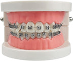 Standard Orthodontic Teeth Model, YOUYA DENTAL Demonstration Orthodontic Model Teeth Teach Study Tools with All Mouth Metal Bracket (All Mouth Metal Bracket)