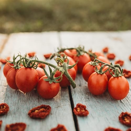 Principe Borghese Tomato - 50 Seeds - Italian Heirloom Sun-Drying Tomato, Open-Pollinated Variety, USA-Grown, Non-GMO Vegetable Seeds for Planting Outdoors in The Home Garden, Thresh Seed Company