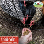 Good Deal Grubs Dried Black Soldier Fly Larvae for Chickens 1 lb, High Protein Chicken Treats with Calcium, Chicken Snacks and Supplements for Poultry and Birds