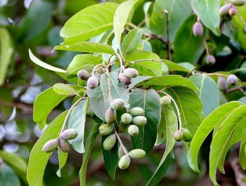 Harad Choti - Haritaki - Terminalia Chebula (7.05 Oz 20gm) Black Harad Choti - Black Himej