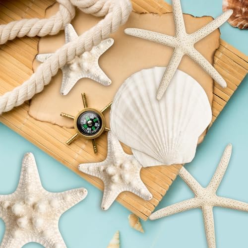 16 Pieces Starfish and Scallop Shells for Crafts 2.6"-3.8" Large Seashells Natural Sea Shells for Crafts Christmas Decor Beach Party Wedding Fishtank
