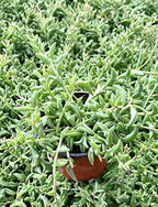 Sprout N Green String of Dolphins, Live Trailing Succulent Fully Rooted in 2" Pot, Home Office Wedding Decoration DIY Projects Party Favor, Easy to Care, Ideal Plant for Hanging, Keep Away from Pets