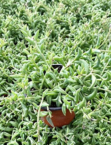 Sprout N Green String of Dolphins, Live Trailing Succulent Fully Rooted in 2" Pot, Home Office Wedding Decoration DIY Projects Party Favor, Easy to Care, Ideal Plant for Hanging, Keep Away from Pets