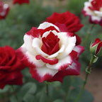 20 Rare Twin Red White Rose Flower Seeds for Planting - Captivating Garden Blooms Non GMO Heirloom Garden - Planting Instructions for Easy Grow - Great Gardening Gifts