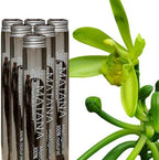 MATANA - Bourbon Gourmet Vanilla from Madagascar | 3 Madagascar Vanilla Pods | Premium Grade, Dark Brown | +18 cm