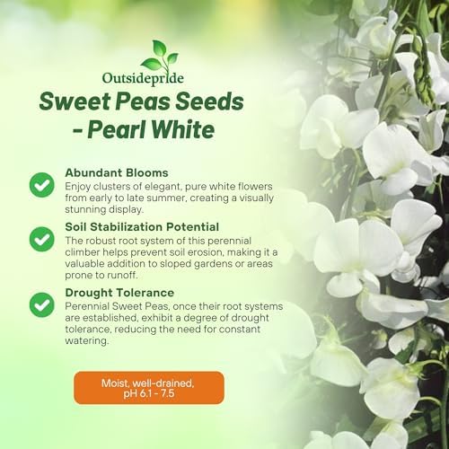 Outsidepride Pearl White Sweet Pea Seeds - 200 Pcs Perennial, Easy to Grow, Vine Seeds for Planting Fragrant, Long-Lasting Flowers with Free-Flowering Habit & Tall Size for Vertical Gardens