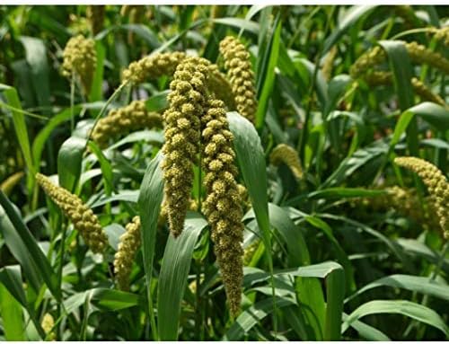 German Millet (Foxtail Millet) Seeds (20 Seed Pack)