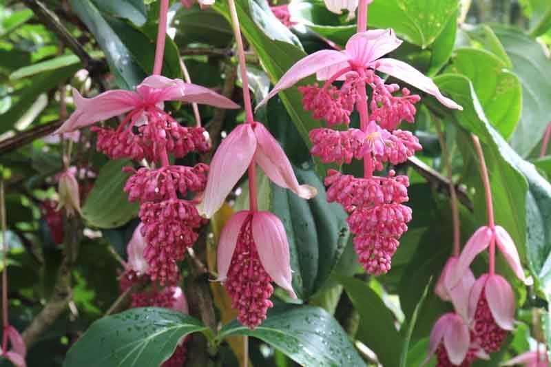 New Fresh 8pcs Pink Medinilla magnifica Flower Seeds Generic