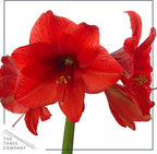 Waxed Amaryllis Bulb – Red Wax with Red Blooms – Live Holiday Gift Plant, Easy Care, No Watering Needed