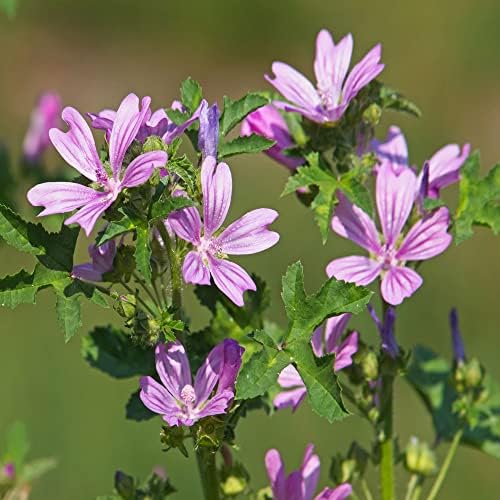 Palm Beach Medicinal Herbs - Common Mallow (Malva sylvestris) - Packet of 25 Seeds